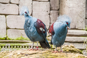 Exotic Bird Goura Victoria