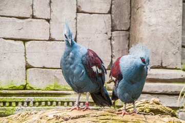 Exotic Bird Goura Victoria