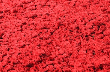 Tapis de roses rouges - 69552234