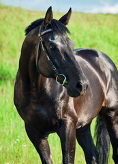 portrait of breed black stallion