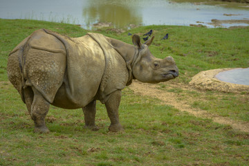 Naklejka premium Grey Rhinoceros without Hornes