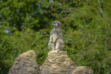 Meerkat portrait standing on a rock