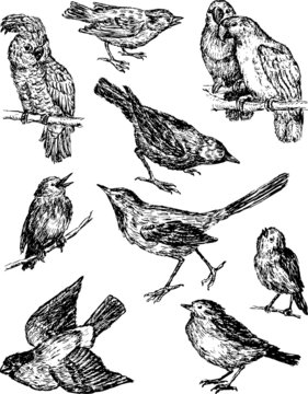 wild drawn birds