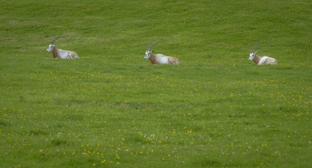 Three Oryx gazella in a Green field