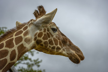 Portrait of a funny giraffe
