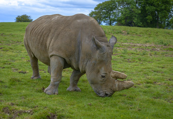 Obraz premium Two-horned Rhinoceros