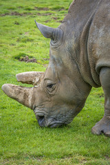 Close-up of a Rhino eating grass