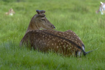 Deer in Richmond Park