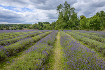 Fototapeta na wymiar Lavender field in a semi-cloudy day