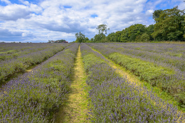 Lavender field in a semi-cloudy day