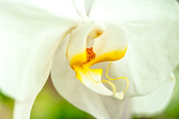 Naklejka na ściany i meble Close up orchia,Phalaenopsis orchid.