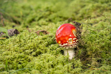 Fly agaric, Amanita muscaria, poisonous fungus