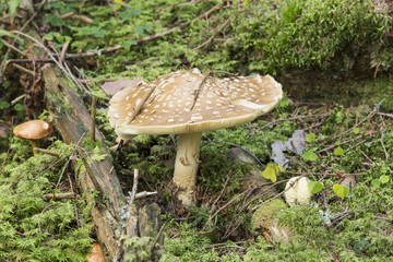 Fly agaric, Amarita mushroom