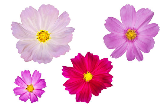 blooming cosmos flowers isolated on white background.