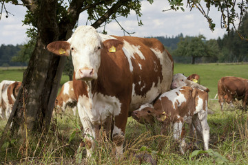 Fototapeta na wymiar Kuh und Kälbchen auf der Wiese - Mutterkuh säugt Kalb mit Milch 