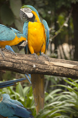 Closed Up Macaw.