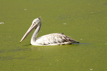 Brown pelican