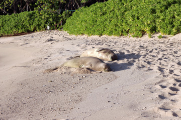 Obraz premium Two sleeping monk seals on the beach, Oahu, Hawaii
