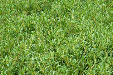 green  grass leaves