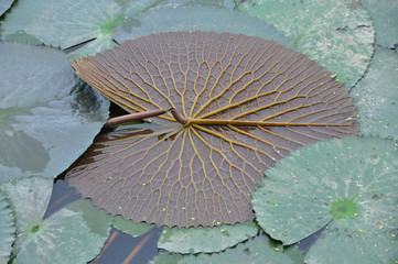 leaf lotus on water