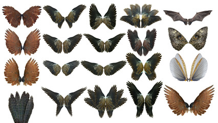 collection animal  Pinion on the sprawling white © evegenesis