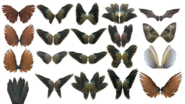 collection animal  Pinion on the sprawling white