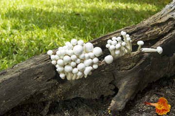 Mushroom group  grows in forests
