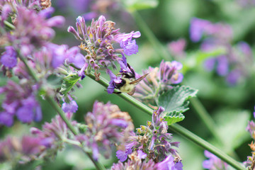 Bumblebee Landing on Purple Flower