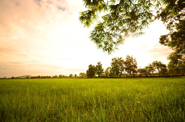 Rice Paddy Fields in the Morning