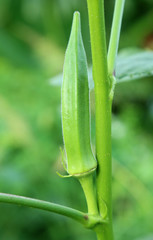 Fototapeta premium Green okra in plant