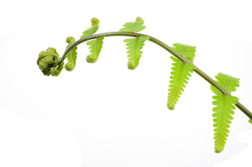 Green leaf on white background