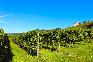 Fototapeta na wymiar Italian Vineyards - Valpolicella Wine