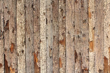 Rideaux velours Parc naturel Mur en bois - Wood wall
