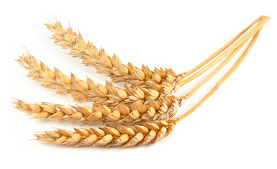 wheat isolated