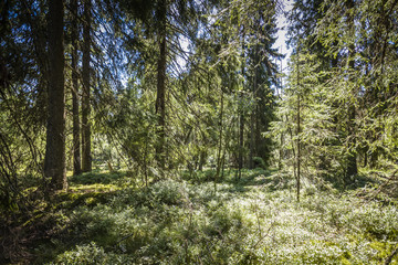 Fototapeta premium Best of Sweden - deep forest