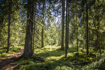 Fototapeta na wymiar Best of Sweden - deep forest