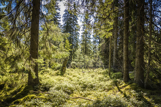 Best of Sweden - deep forest