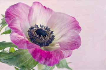 Closeup of anemone flower1