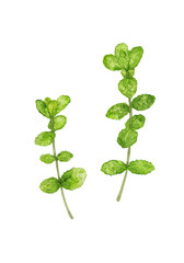 2本のアップルミント　水彩イラスト © yoriko katayama