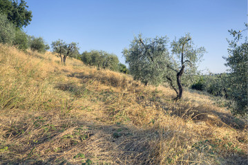 Fototapeta na wymiar Olive trees2