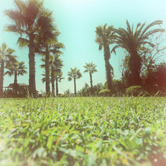 Palm trees in exotic garden