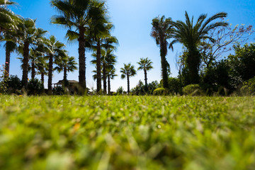 Fototapeta premium Palm tree in sunny day