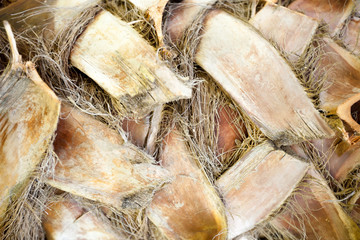 Palm tree close up shot