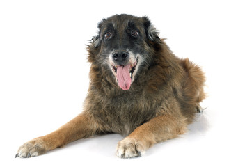 old belgian shepherd
