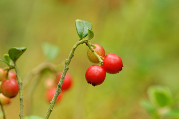 Foxberries