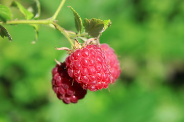 Three raspberry