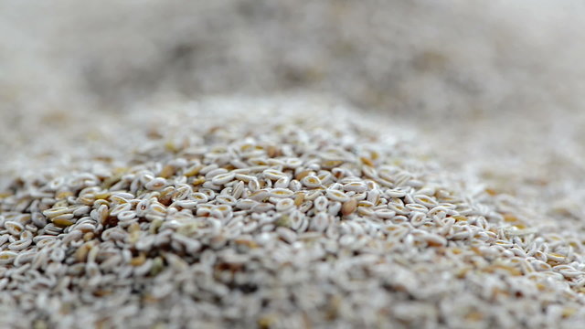Psyllium Seeds (loopable)