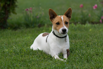 cute jack russell terrier dog sitting in grass
