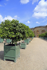 Gartengestaltung: In der Orangerie von Schloss Versailles