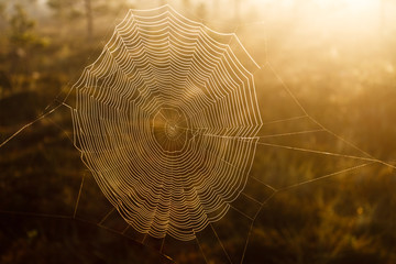 Naklejka premium Spider Web
